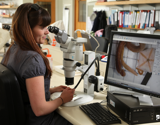 A female scientist examines specimens under a microscope. She is looking at a computer monitor which is displaying the view from the microscope. The specimens appear to be a type of worm and a starfish.